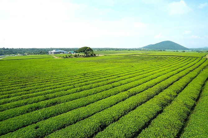 10day Small Group Discover Korea Tour : History, Food and Culture - Day 4 in Gyeongju: Golgulsa Temple Stay plus Bulguksa and Seokguram