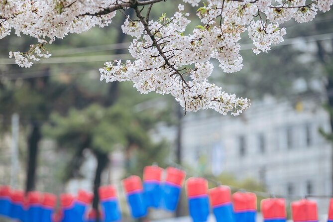 2025 Cherry Blossom East Day Tour in Jeju with UNESCO - Pickup, timing, and how to keep the day comfortable