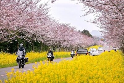 2025 Cherry Blossom East Day Tour in Jeju with UNESCO