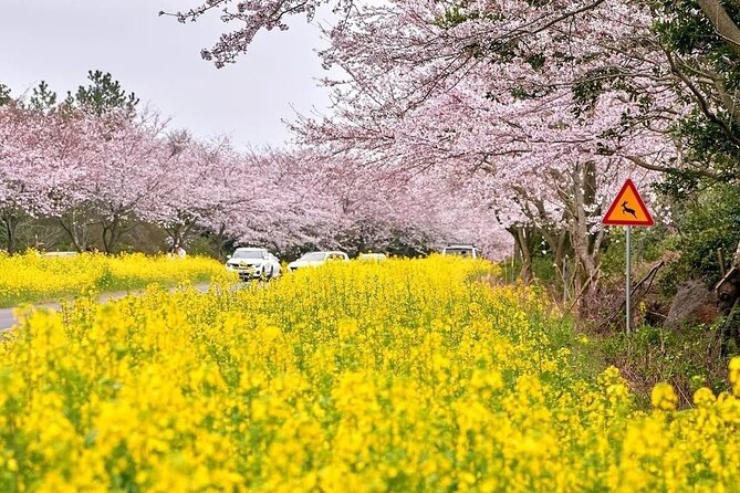2025 Cherry Blossom East Day Tour in Jeju with UNESCO - Stop 2: Noksan-ro Canola Flower Road and the Gasilri stretch
