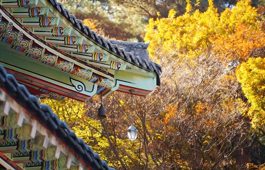 2025 Jeju Autumn Tour with Pink Muhly Festival - Cheonwangsa Temple on Hallasan’s slopes and fall color checks