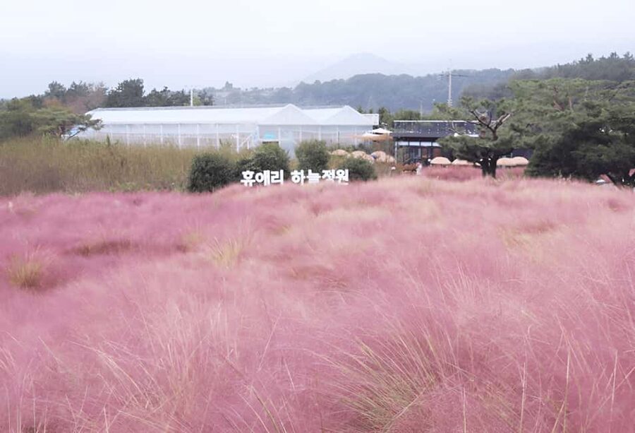 2025 Jeju Autumn Tour with Pink Muhly Festival - Sangumburi Crater and the silver grass viewpoint