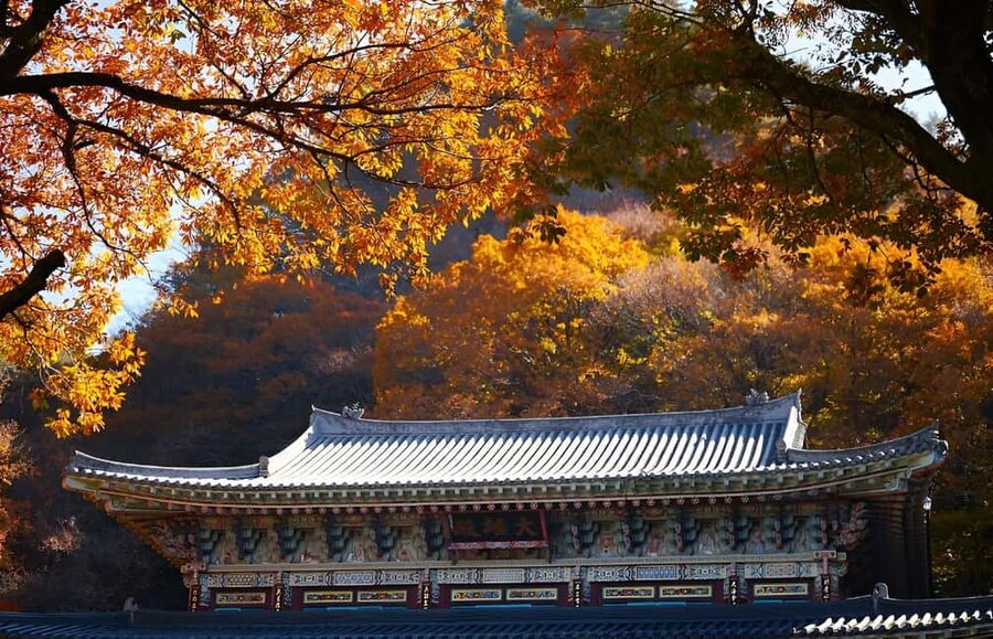 2025 Jeju Autumn Tour with Pink Muhly Festival - Seongsan Ilchulbong hike and the Haenyeo show at the sea