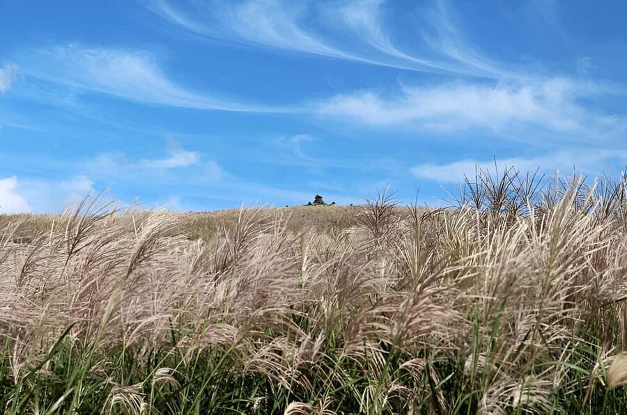 2025 Jeju Autumn Tour with Pink Muhly Festival - Hotel pickup and airport option, plus one extra charge to know