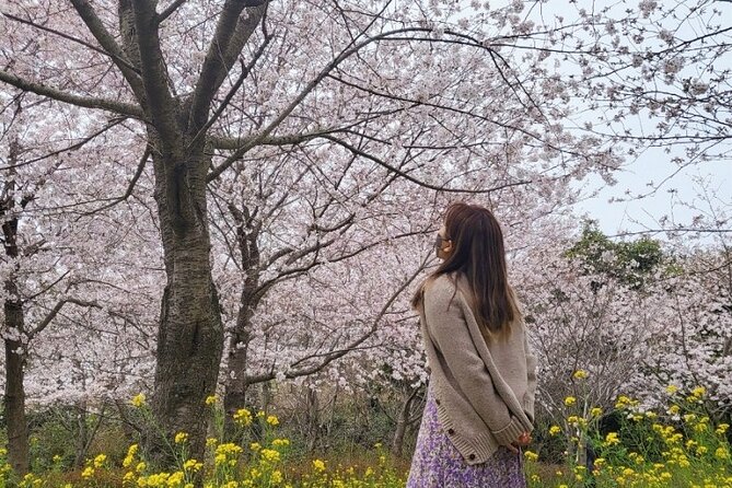 2025 JEJU Cherry Blossom West&South Full Day Tour with UNESCO - Key highlights you should know before you go