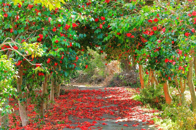 2025 JEJU Cherry Blossom West&South Full Day Tour with UNESCO - Eoseungsaengak on Hallasan: UNESCO views plus a real hike