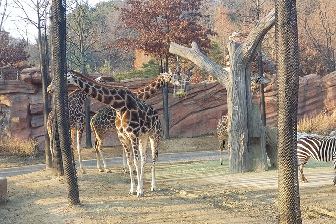 Admission to Everland Theme Park with Transport from Seoul - Exploring Everlands Five Zones, Starting With Global Fair