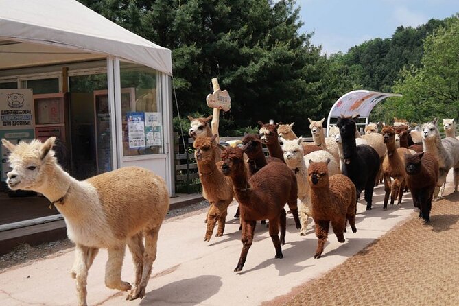 Alpaca World and Nami Island with Gangchon Rail Bike Tour - Gangchon Rail Park Rail Bike: Old Railroad Tracks, Scenic Air, and Real Wind