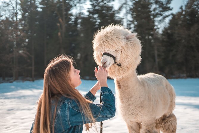 Alpaca World & Nami Island & Garden of Morning Calm One Day Tour - Garden of Morning Calm: a quieter finish with seasonal mood