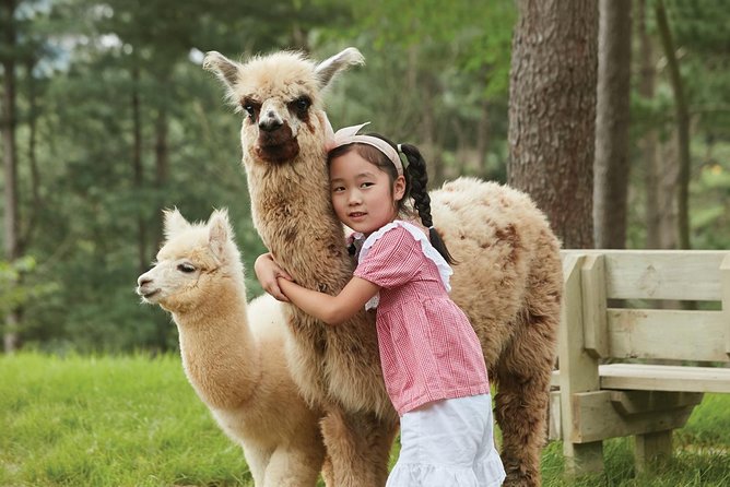 Alpaca World, Railbike and Vivaldi Park Experiences from Seoul - Price and value: what $85.71 really covers