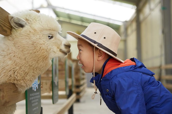 Alpaca World, Railbike and Vivaldi Park Experiences from Seoul - Alpaca World: feeding alpacas, plus deer, mules, hinnies, and more