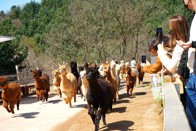Alpaca World Tour with Nami Island (optional Railbike or Garden) - Alpaca World in 90 minutes: animals, feeding, and activity time