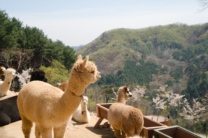 Alpaca World Tour with Nami Island (optional Railbike or Garden) - How the 12 to 13 hour route feels in real life