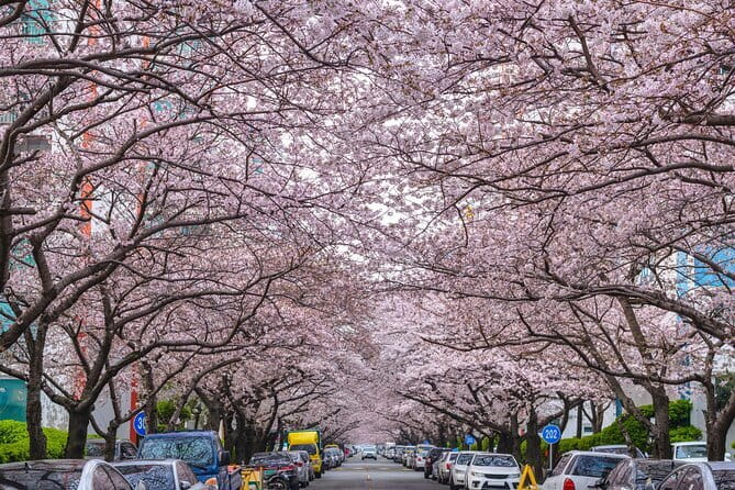 Authentic Busan Full-Day City Highlights Tour - UN Memorial Cemetery, a Sobering Detour