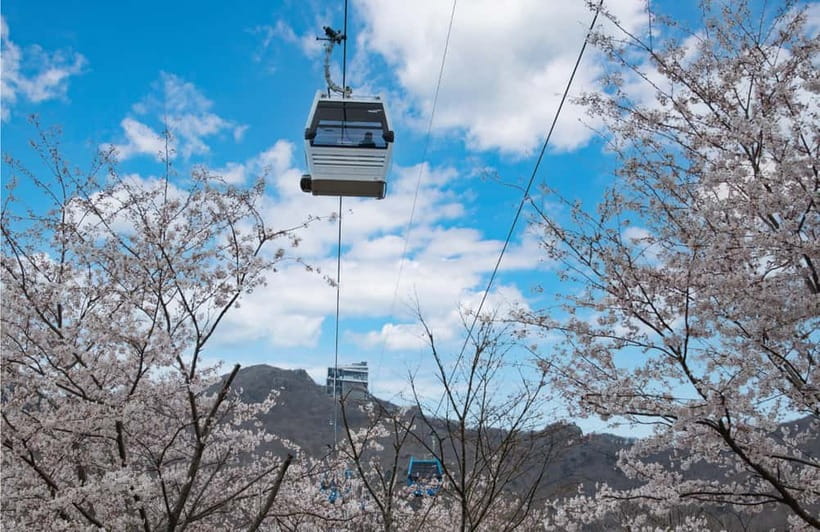 Busan: Hidden Gem Geoje & Oedo Botania Island & Cable car - Why This Geoje, Oedo, and Cable Car Combo Works