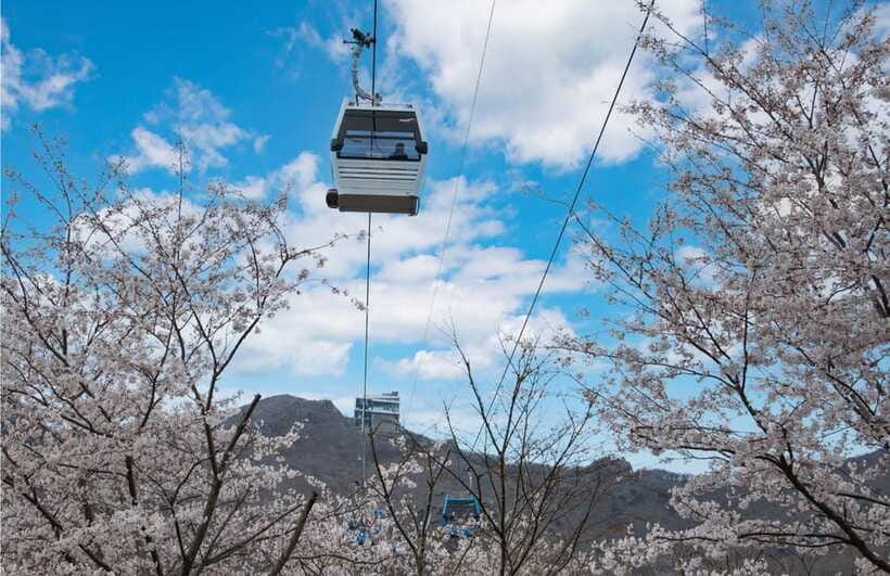 Busan: Hidden Gem Geoje & Oedo Botania Island & Cable car - Price and Value, Why About $101 Can Be Fair for This Much Transit