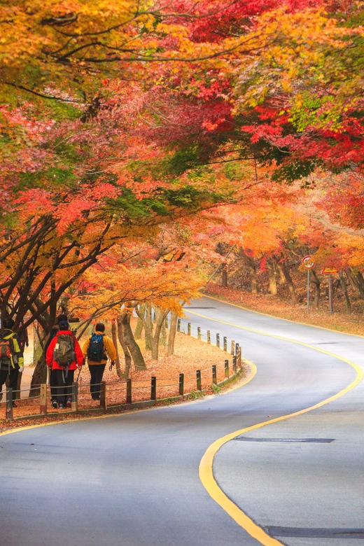 Busan: Naejangsan National Park Autumn Foliage One Day Tour - Key Things to Know Before You Go
