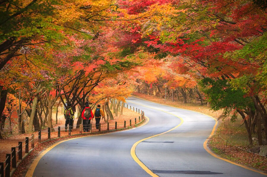 Busan: Naejangsan National Park Autumn Foliage One Day Tour - Shuttle Bus Into the Park Core, and Why It’s Included