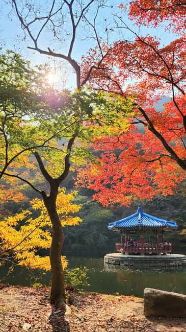 Busan: Naejangsan National Park Autumn Foliage One Day Tour - The Temple Grounds and Free Time, How to Use It Without Rushing