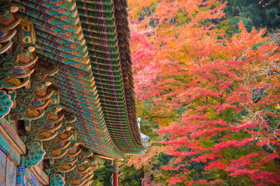 Busan: Naejangsan National Park Autumn Foliage One Day Tour - Walking Paths and Panoramic Views, What to Look For on the Trail