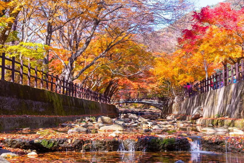 Busan: Naejangsan National Park Autumn Foliage One Day Tour - Lunch Breaks Near Naejangsa, Simple Choices That Fit a One-Day Plan