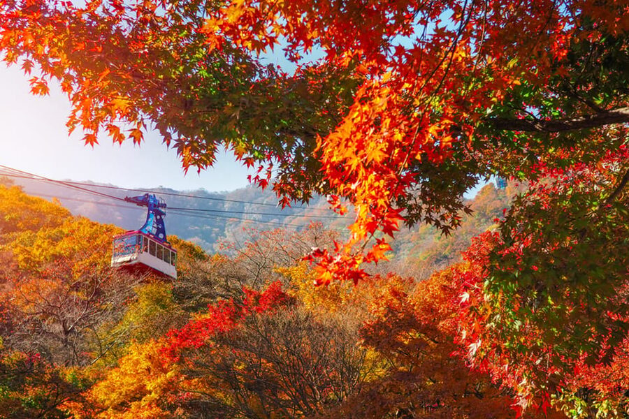 Busan: Naejangsan National Park Autumn Foliage One Day Tour - Staff Support and Pace, What You Can Expect From the Human Side