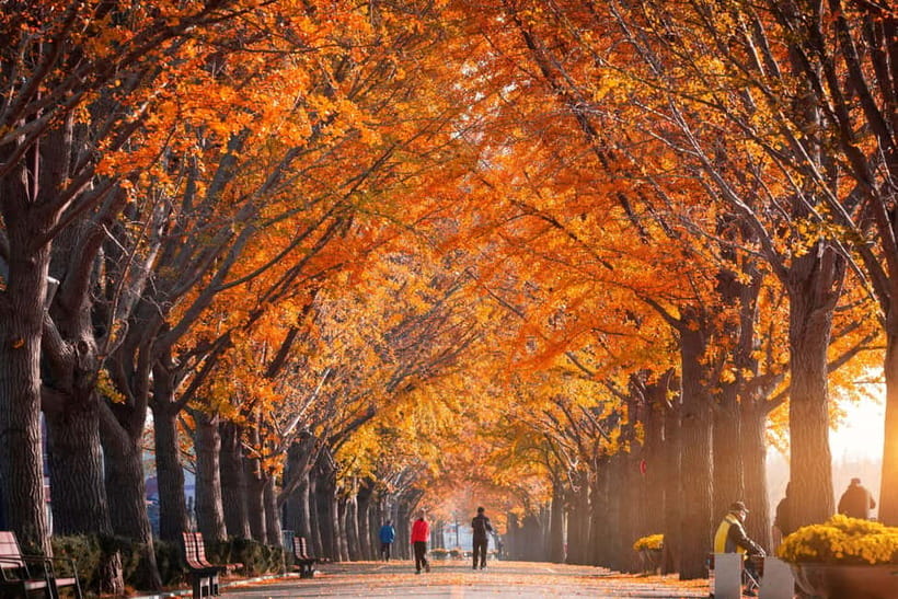 Busan: Naejangsan National Park Autumn Foliage One Day Tour - Price and Value at Around $46 Per Person