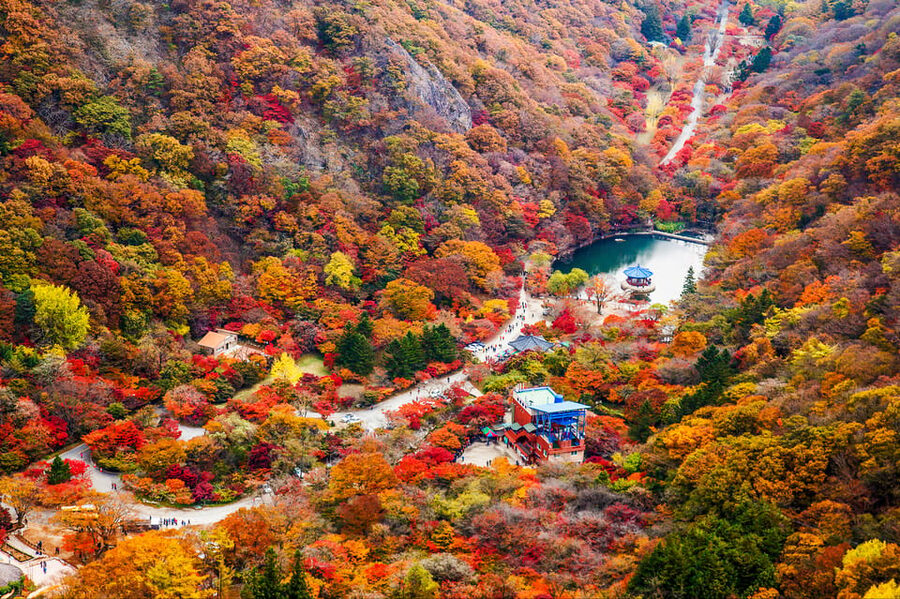 Busan: Naejangsan National Park Autumn Foliage One Day Tour - The Day Schedule From Busan, Timing and What It Means for Your Day