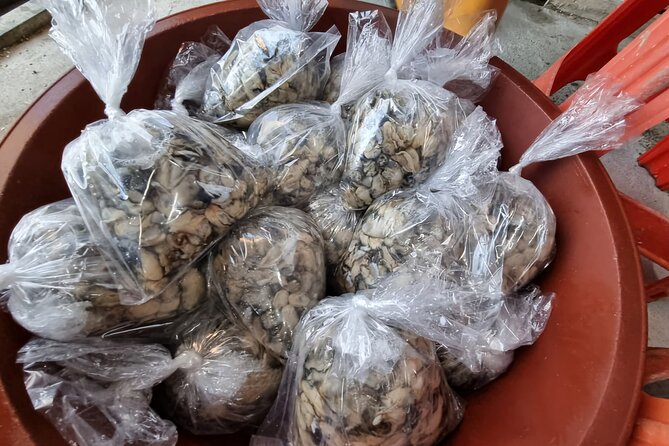 Busan Seafood Tour : Oyster village Tour with Oyster cuisines - Best Time to Book: November to February and Weather Reality