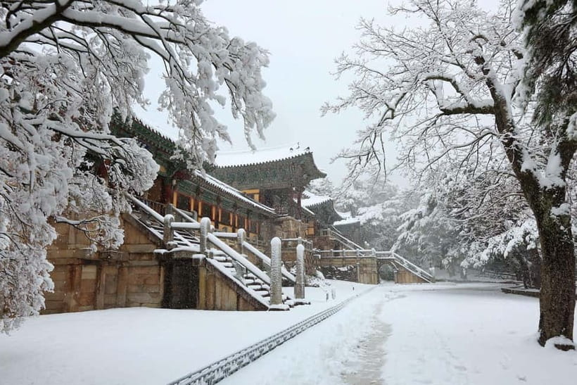 Busan: Winter Healing Park and (Gyeongju/Daegu) One Day Tour - Your Guide Makes the Day: Explanations and Photo Help