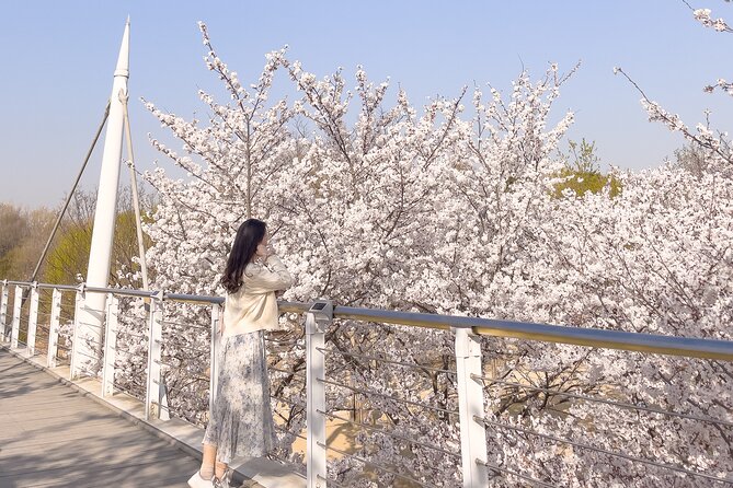 Chasing Cherry Blossom & Spring Flowers Day Tour from Seoul - When Seoul Is Not Peak Yet: The Route Can Shift to Gyeonggi, Gangwon, Chungcheong
