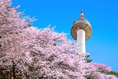 Chasing Cherry Blossom & Spring Flowers Day Tour from Seoul