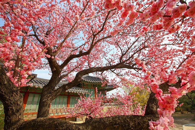 Chasing Cherry Blossom & Spring Flowers Day Tour from Seoul - Taking Photos Without Losing the Day