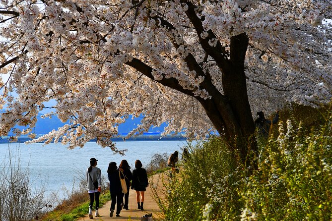Chasing Cherry Blossom & Spring Flowers Day Tour from Seoul - Transport Comfort and Group Size: Big Enough for Variety, Not Too Big for Control