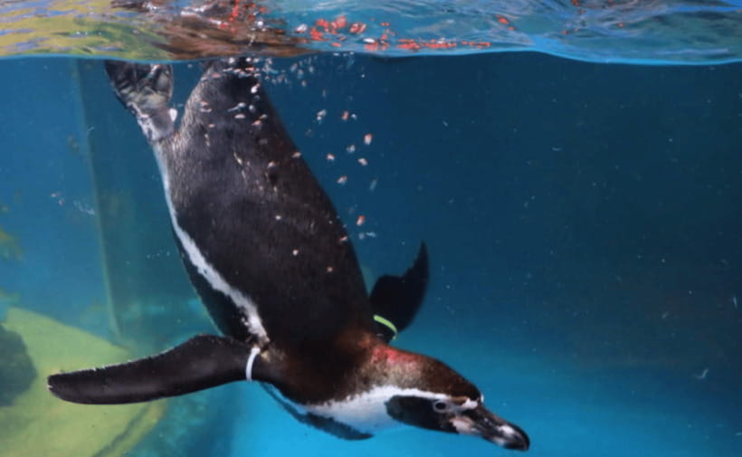 Coex Aquarium Entry Ticket - Your one-day ticket: how to plan the flow inside
