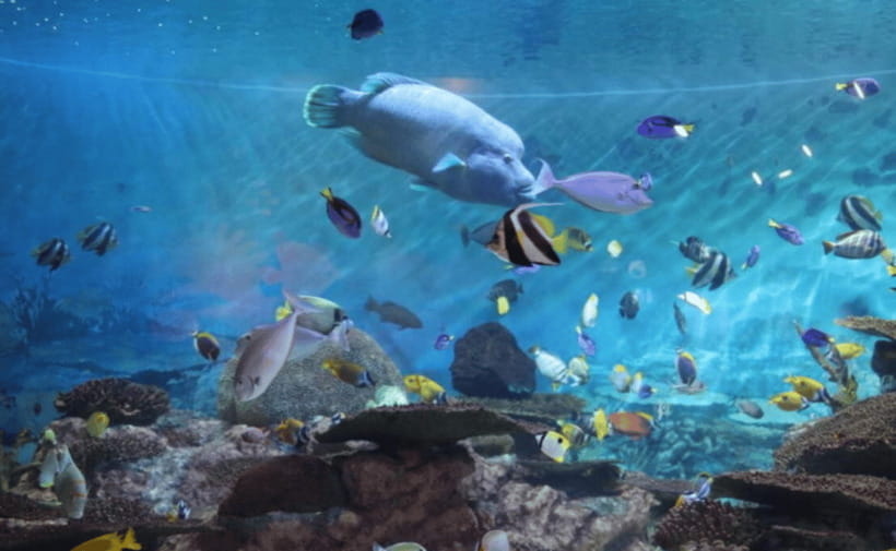 Coex Aquarium Entry Ticket - Shark tanks and the 40-plus species focus