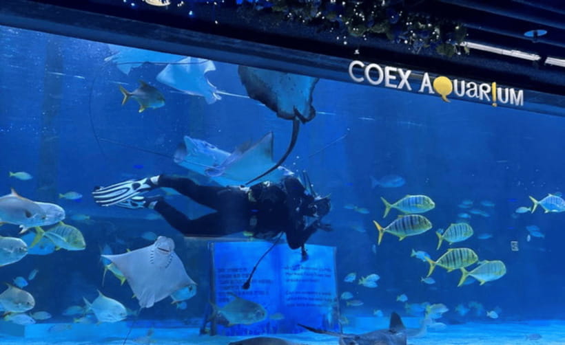 Coex Aquarium Entry Ticket - Touch zone and close-up sea life, what feels hands-on