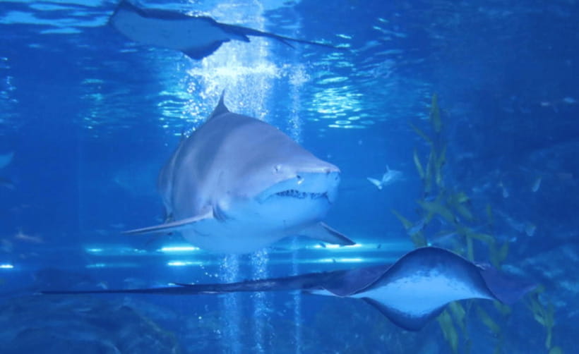 Coex Aquarium Entry Ticket - Shows, feeding frenzies, and mermaid performances