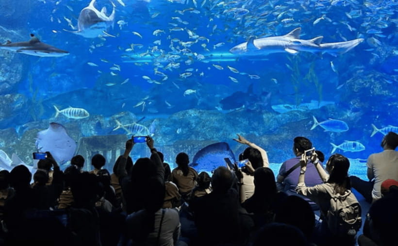 Coex Aquarium Entry Ticket - The themed zones: Korean habitats to the rainforest effect