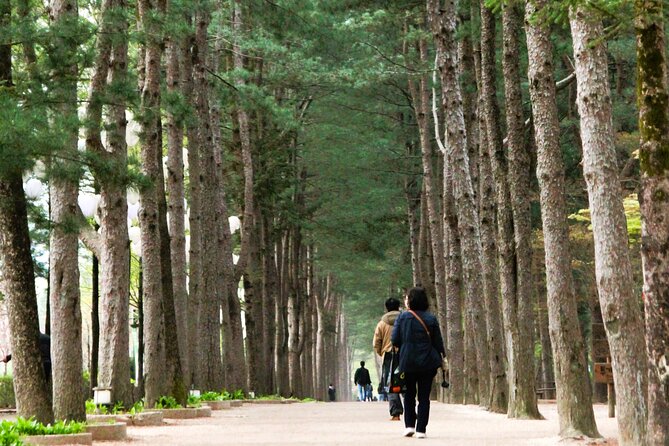 Day Trip to Nami Island with Rail bike and The Garden of Morning Calm - The Garden of Morning Calm: old-school tranquility and seasonal light options