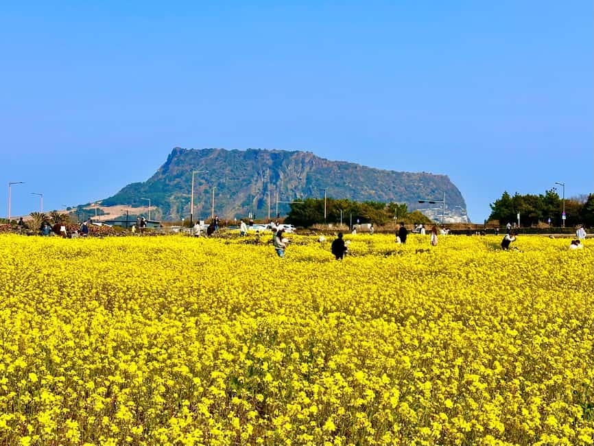 Eastern Jeju Healing UNESCO Small Group Day Tour - Downtown Jeju City pickup, minivan comfort, and an English guide