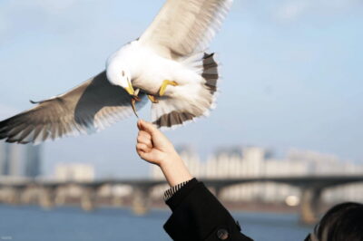 Eland Han River Cruise & Ashley Marine Buffet