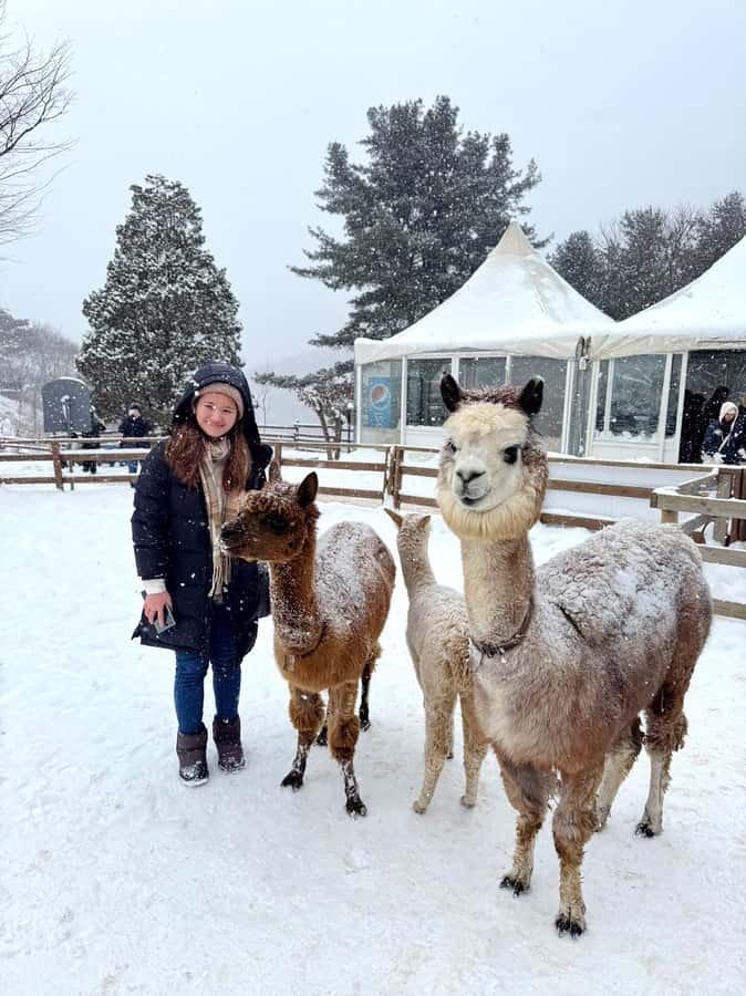 Eobi Ice Valley & Nami (+ Light Festival, Railbike, Alpaca) - Key points to know before you go