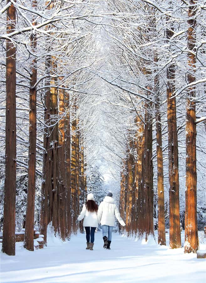 Eobi Ice Valley & Nami (+ Light Festival, Railbike, Alpaca) - Why Eobi Ice Valley and Nami Island pair so well in winter