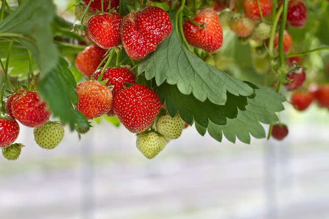 Eobi Valley(Winter), Strawberry, Nami Island & Railbike fr Seoul - Stop 1: Yangsu-ri Strawberry Farm, picking 230g and the jam option