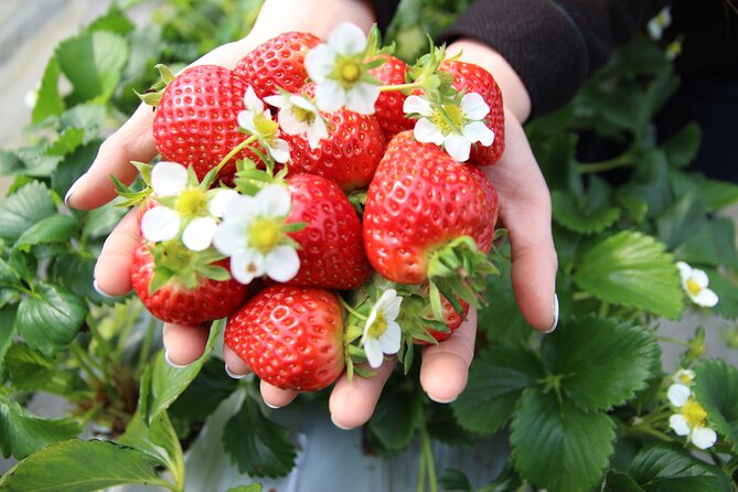 Eobi Valley(Winter), Strawberry, Nami Island & Railbike fr Seoul - Getting your day moving: timing, mobile tickets, and group size