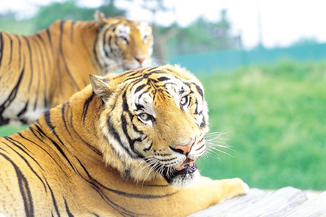 Everland Amusement Park with free-ride Ticket - Everland Resort day trip from Seoul, the part that makes it worth it