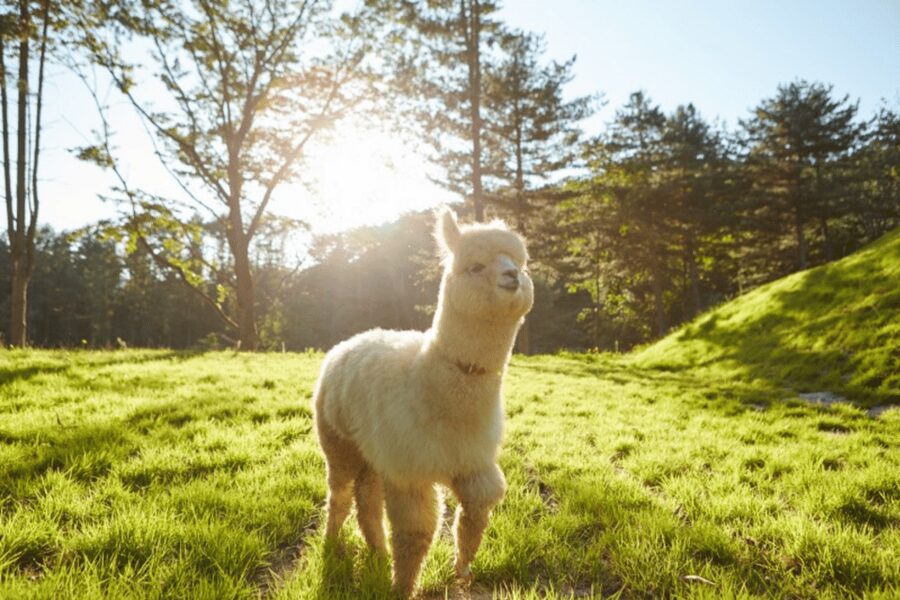 From Seoul: Full Day Trip to Alpaca Farm with Rail Bike - Key things to know before you go