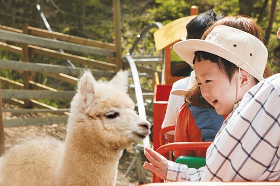 From Seoul: Full Day Trip to Alpaca Farm with Rail Bike - Vivaldi Park luge: speed, carts, and clear age limits