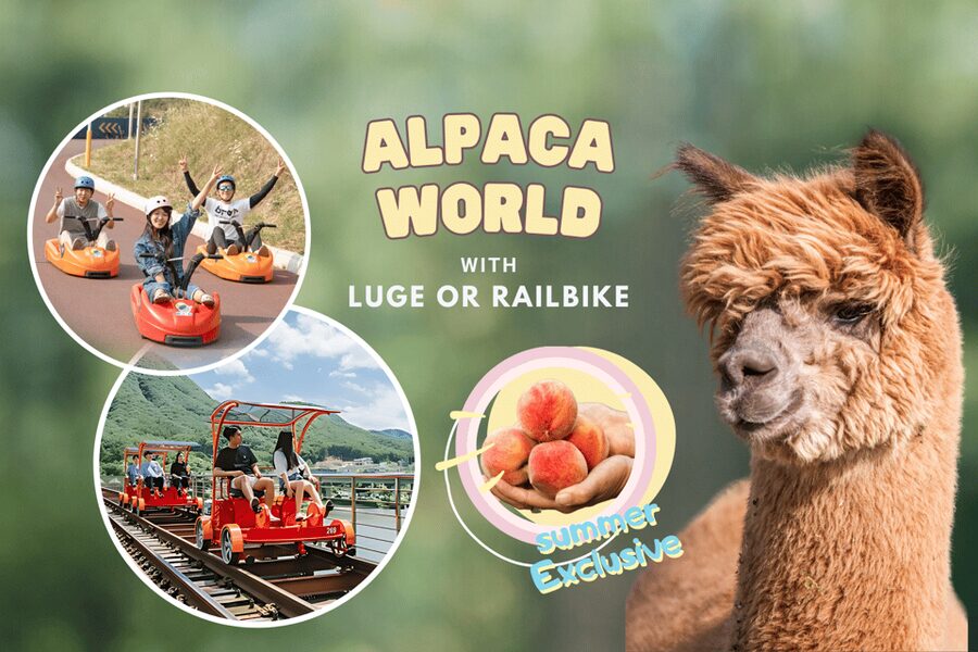From Seoul: Full Day Trip to Alpaca Farm with Rail Bike - What you get for $59, and how to choose rail bike vs luge